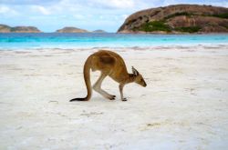 Un canguro in spiaggia presso il Cape Le Grand National Park, Western Australia - © Tourism Western Australia