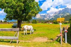 Un cavallo al pascolo in un prato nel villaggio di Going am Wilden Kaiser, Tirolo, Austria.
