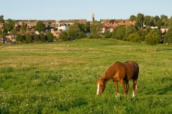 Un cavallo bruca l'erba a West Common a Lincoln, Inghilterra. Quest'area, che un tempo ospitava l'ippodromo cittadino, è stata dichiarata di fondamentale importanza per la ...