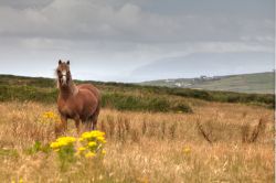 Un cavallo nelle campagne di Portmagee in Irlanda