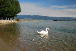 Un cigno e papere selvatiche nelle acque del lago di Neuchatel, Svizzera.

