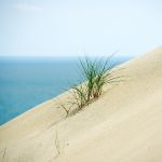 Un ciuffo d'erba su una duna nella Curonian Spit di Nida, Lituania - © JuliusKielaitis / Shutterstock.com