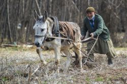 Un contadino lavora la terra nei pressi di Nigde, Turchia. Qui i campi si arano ancora con antichi metodi e l'ausilio di asini - © sezer66 / Shutterstock.com