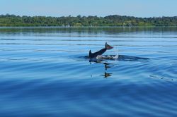 Un delfino si immerge nell'acqua calma della baia del Delfino, arcipelago di Bocas del Toro, Panama. Le isole sono immerse in acque cristalline e azzurre tipiche dei Caraibi.




