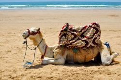 Un dromedario si riposa sulla spiaggia di sabbia di Taghazout, Marocco. Chi lo desidera, spesso a pochi dirham, può salire in groppa a uno di questi simpatici animali e passeggiare lungo ...