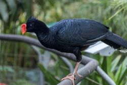 Un esemplare di Alagoas curassow (Mitu mitu), Brasile. Scoperto nelle foreste del nord-est, questo uccello della famiglia Cracidae è oggi estinto in natura: ne rimangono 130 in cattività.



 ...