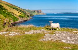 Un esemplare di ariete sulla costa dell'isola di Rathlin, Irlanda de Nord.

