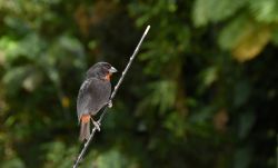 Un esemplare di ciuffolotto delle Antille (Lesser Antillean bullfinch) sull'isola di Anguilla. Si tratta di un maschio dal piumaggio tutto nero con la gola rossa.

