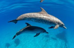 Un esemplare di delfino atlantico con il suo cucciolo nelle acque di Bimini, arcipelago delle Bahamas.

