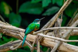 Un esemplare di Galbula Galbula nella foresta del Suriname, Sud America. Di piccole dimensioni con becco allungato e piumaggio morbido, questo uccello dell'ordine Piciformi vive in aree ...