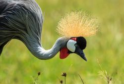 Un esemplare di gru coronata grigia nel parco nazionale del lago Manyara, Tanzania. E' facilmente riconoscibile per la cresta che porta sulla testa. Rientra nelle specie in pericolo di estinzione.

 ...