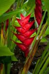 Un esemplare di Heliconia Lobster Claw nella foresta dell'isola di Saba, Caraibi.



