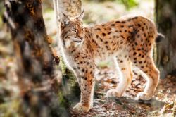 Un esemplare di lince nella foresta finlandese di Kuusamo. E' uno dei maggiori predatori delle foreste europee e siberiane; il suo habitat prediletto si trova in foreste, radure e canaloni ...