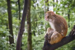 Un esemplare di macaco in un parco di Guiyang, Cina.
