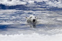 Un esemplare di orso bianco nel mare delle isole Svalbard, Norvegia. Il re della regione artica nuota fra i ghiacci.

