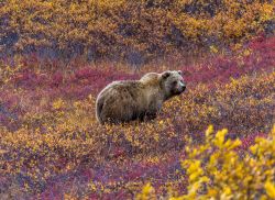 Un esemplare di orso grizzly nel Parco Nazionale di Denali, Alaska, si nutre di mirtilli rossi. 




