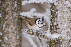 Un esemplare di Parus Cristatus in una foresta di Lenzerheide, Svizzera. La cincia dal ciuffo appartiene alla famiglia dei Paridi. La cresta di piume da cui prende il nome è di colore ...