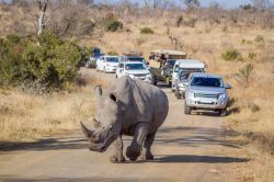 Un esemplare di rinoceronte bianco al Kruger National Park in Sudafrica. Siamo in una delle riserve faunistiche più grandi d'Africa: l'area si estende su una superficie di 20 ...