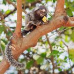 Un esemplare di scimmia dalle orecchie bianche nello stato di Alagoas, Brasile. Questo callithrix jacchus sta mangiando una banana su un albero. 

