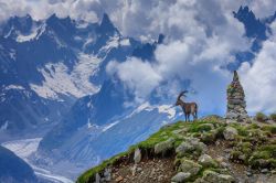 Un esemplare di stambecco delle Alpi sui monti di Chamonix, Francia. Sullo sfondo, il ghiacciaio Mer de Glace.
