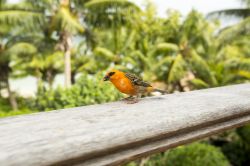 Un esemplare di tessitore fiammante a Denis Island, Seychelles. La foudia madagascariensis è una specie endemica del Madagascar da dove è stato poi introdotto in altri stati dell'Oceano ...