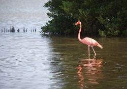 Un fenicottero rosa sull'isola di Cayo Guillermo a Cuba