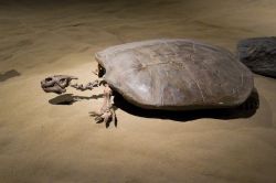 Un fossile di tartaruga di mare esposto nel museo di Drumheller, in Alberta - © Dolce Vita / Shutterstock.com