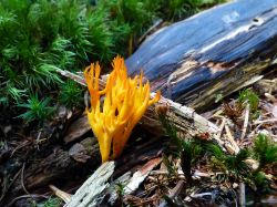 Un fungo nella foresta delle Alpi Orobie (Bergamo), Lombardia.
