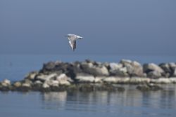 Un gabbiano in volo sulle scogliere di San Mauro Mare in Romagna