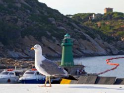 Un gabbiano sulla costa di Giglio Porto, il punto di arrivo sull'isola dell'Arcipelago Toscano - © trotalo / Shutterstock.com 