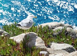 Un gabbiano sulle coste rocciose dell'Isola ...