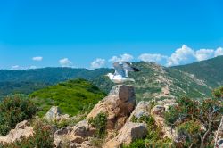 Un gabbiano sulle rocce di Cap Taillat nei pressi di Ramatuelle, Var (Francia).

