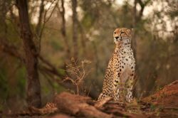 Un ghepardo, incontro tipico nelle aree più selvagge del KwaZulu Natal in Sud Africa