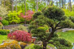 Un giardino giapponese nel Manito Park e Botanical Gardens di Spokane, Washington, Stati Uniti d'America.
