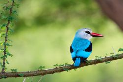 Un grazioso martin pescatore di bosco al parco Manyara, Tanzania.

