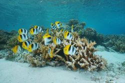 Un gruppo di pesci "farfalla dalle due selle" nella laguna di Rangiroa, arcipelago delle Tuamotu (Oceano Pacifico), Polinesia Francese.



