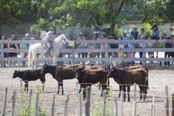 Un gruppo di tori in Camargue, Canal du Rhone, Francia. Slanciato, con la testa sottile e il manto scuro, il toro di Camargue è caratterizzato da corna che si dirigono verticalmente verso ...