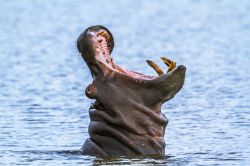 Un ippopotamo al Kruger National Park, Sudafrica. Questo grande parco è stato istituito nel maggio 1926. 

