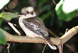 Un kookaburra sul ramo di un albero nel Queensland, Australia. Nativa dell'Australia e della Nuova Guinea, questa specie di uccello deriva il suo nome dal termine indigeno guuguubarra, parola ...