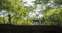 Un langur grigio fra le rovine di Polonnaruwa, Sri Lanka.
