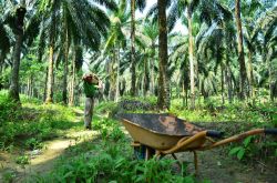 Un lavoratore, conosciuto come Mr. Wak, lavora in una piccola piantagione di olio di palma, Selangor, Malesia - © ashadhodhomei / Shutterstock.com
