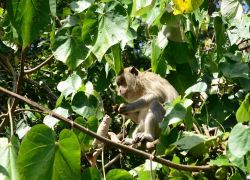 Un macaco su un albero a Mahebourg, Mauritius - Un simpatico macaco, della famiglia dei Cercopitecidi, stringe curioso del cibo fra le sue zampe © Pack-Shot / Shutterstock.com