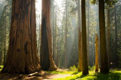 Un magico bosco? Siamo nella foresta del Sequoia National Park, il parco nazionale della California che è unito amministrativamente a quello di Kings Canyon - © Hanze / Shutterstock.com ...