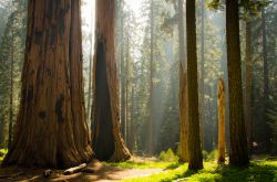 Un magico bosco? Siamo nella foresta del Sequoia ...