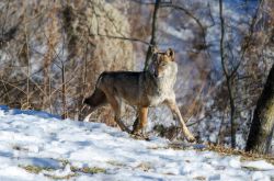 Un maschio di lupo avvistato presso il centro di "Uomini e lupi" a Entracque, Piemonte.