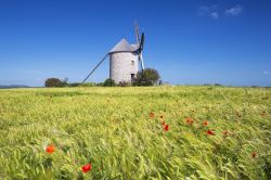 Un mulino a vento in un campo di grano a Pontorson, Francia. Situata nella baia di Mont Saint-Michel, questa graziosa località è attraversata dal fiume Couesnon.
