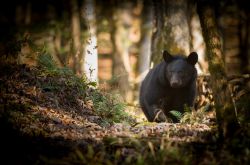 Un orso nero adulto passeggia nella foresta della valle di Cades Cove, Great Smoky Mountains (Stati Uniti d'America).
