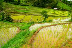 Un paesaggio naturale nei pressi di Mae Sariang, nel nord della Thailandia. La cultura di questo paese è collegata al riso e alla sua coltivazione da oltre 5500 anni.


