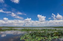 Un panorama naturale del Mlilwane Wildlife Sanctuary nello Swaziland, Africa. E' la meta ecologica più popolare per gli abitanti e per i turisti provenienti da tutto il mondo.

 ...