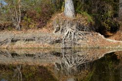 Un particolare delle rive del fiume Arno vicino a Subbiano, nord di Arezzo